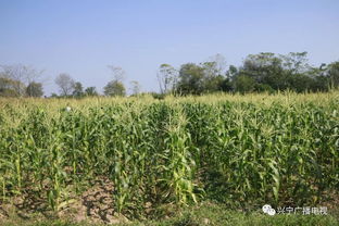 掌上菜园上线啦，动动手指就上菜