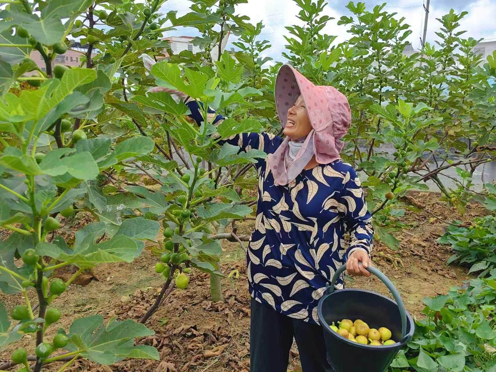 韶关乐昌 '甜蜜果'身价翻倍，果农乐享产业链发展'红利'