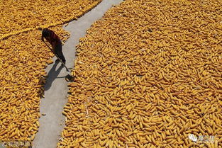 乡村振兴新举措 东营率先启动农民职称评审，家禽家畜养殖能手可申报