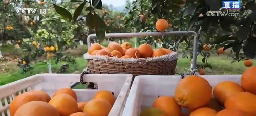便捷物流助力小脐橙远销海外，家禽家畜产业协同发展，共筑乡村振兴“黄金果”